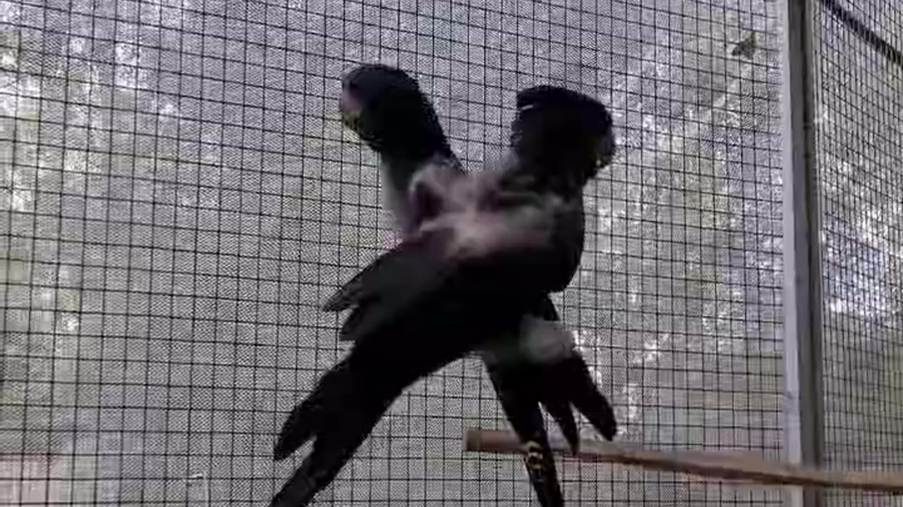 Red Tailed Black Cockatoo