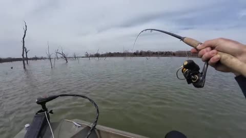 Fishing Pre Spawn Crappie in Timber using Tube Jigs