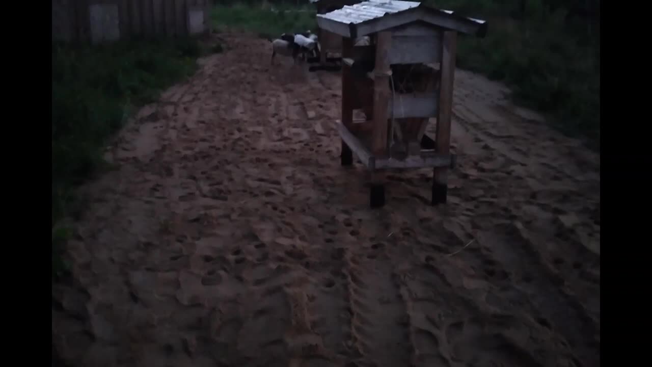 We Got New Sand in Our Goat Pens/Nigerian Dwarf Goat