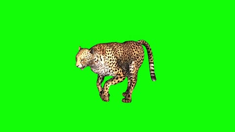 key leopard walking on animal compost