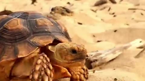 Funny tortise vedio