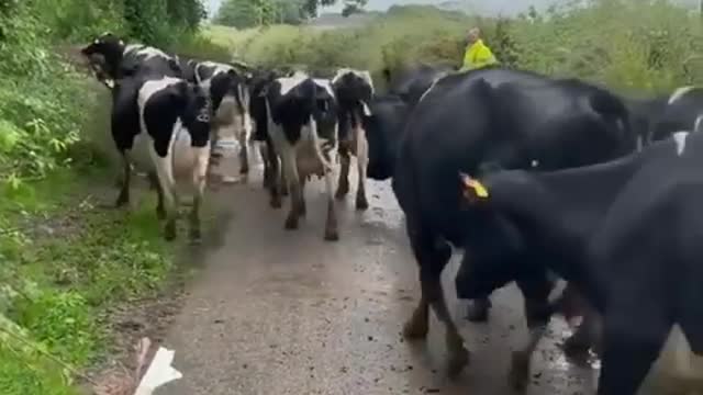 Cow funny cow