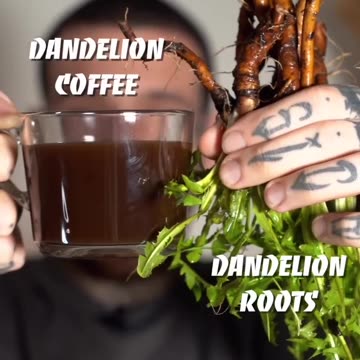 Every part of dandelion’s plant is fully edible