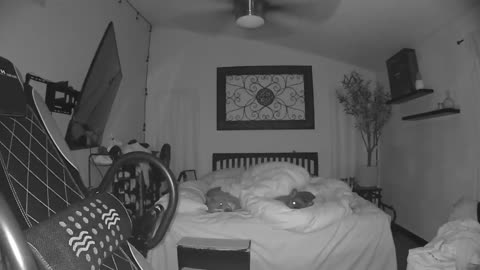 Security footage captures dog rolling off the bed #viral #shorts