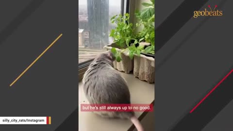 Woman brings home a rat and discovers he's just like a puppy_Cut