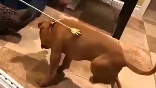 # funny🤣🤣🤣 dog video🔥🔥🔥🔥#11