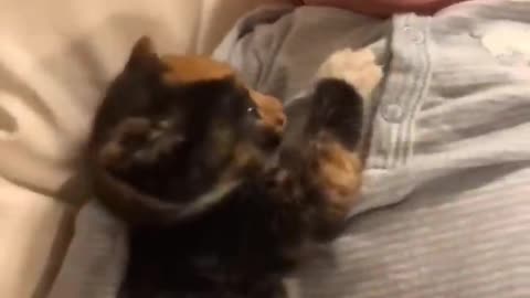 Cutest animal in tiktok