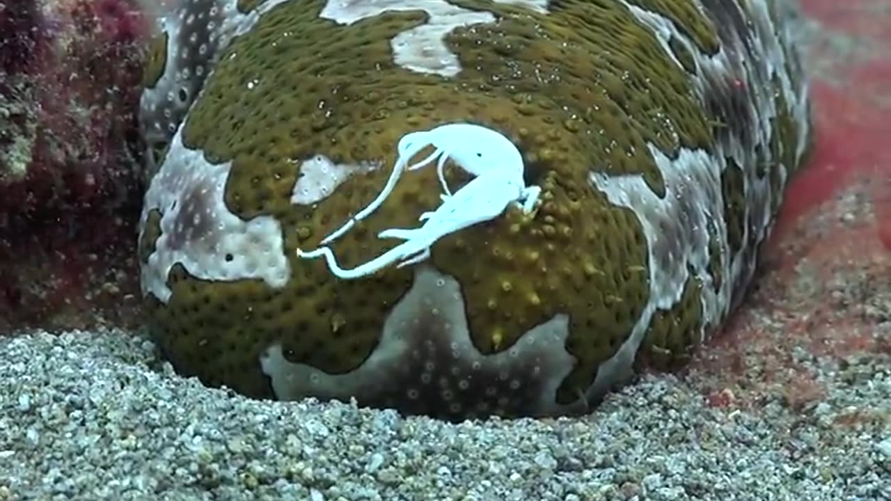 Beautifull sea creature