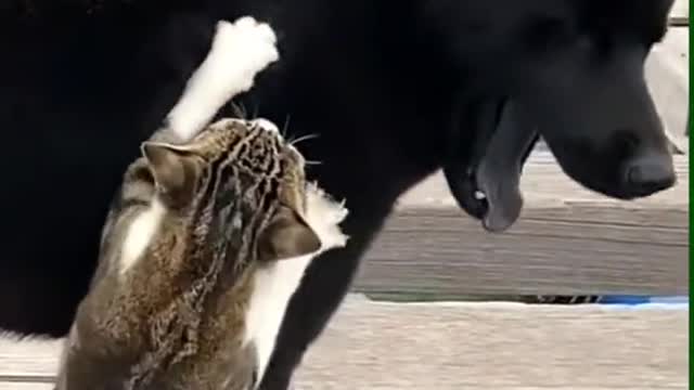 Dog and cat friendship