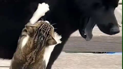 Dog and cat friendship