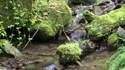 Natural scenery