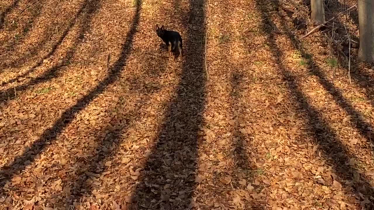 Cane Corso vs German Shepard Find it pt2