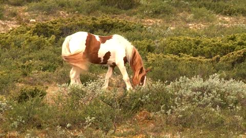 8 MINUTES of BEAUTIFUL PAINT HORSES