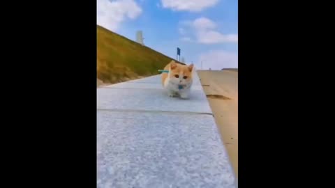 Cute animals video cute cat 🐈animals video try to not laugh with cute cat dog funny video