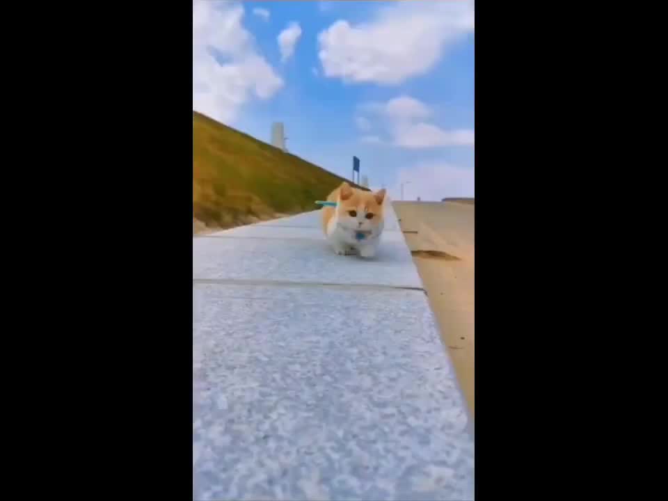 Cute animals video cute cat 🐈animals video try to not laugh with cute cat dog funny video