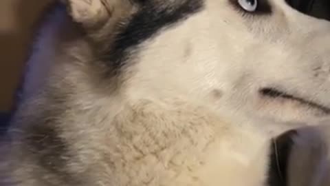 Who Chewed The Headset__!! See the FUNNY reaction of Husky 😂