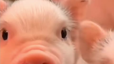 Cute baby pig