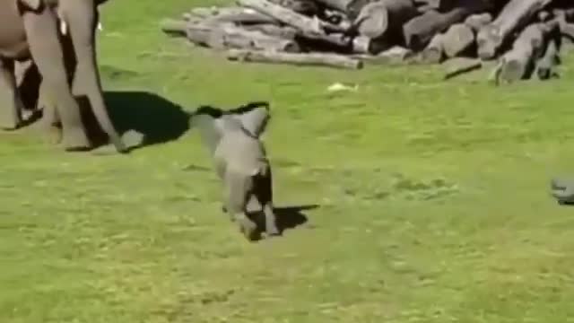 Beautiful baby elephant accompanied by his mother playing with his friends a bird