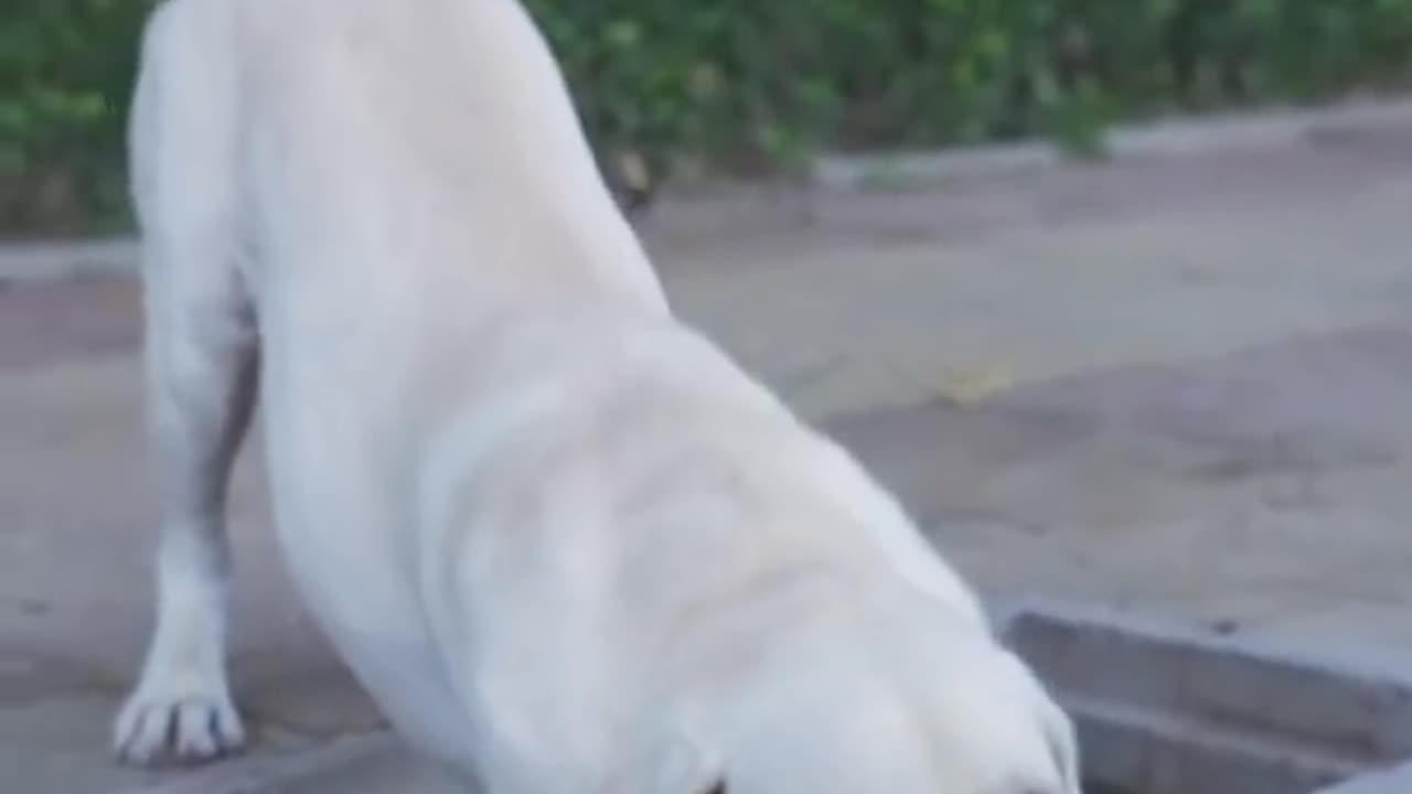 DOG SAVE BLIND MAN LIFE