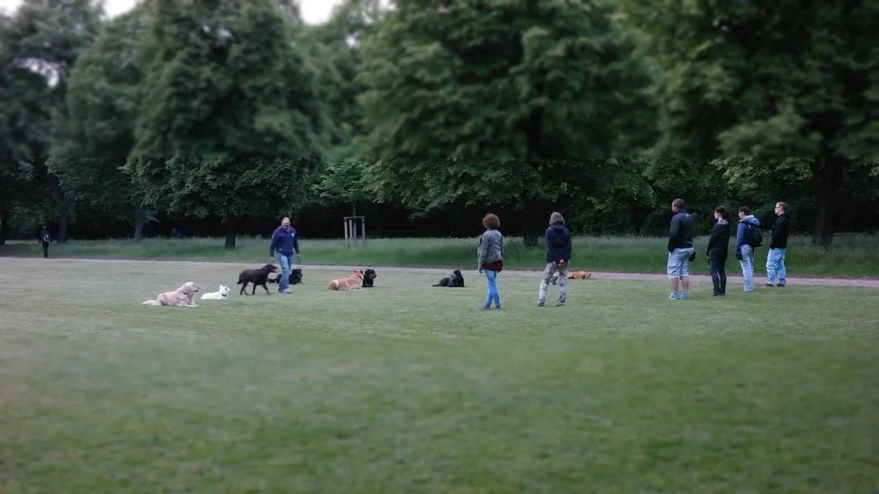 The dogs training at the field