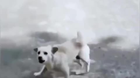Funny animal video