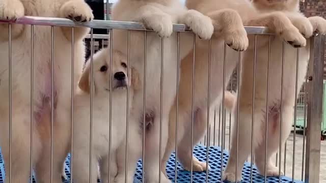 What a cute puppy！