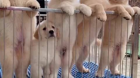 What a cute puppy！
