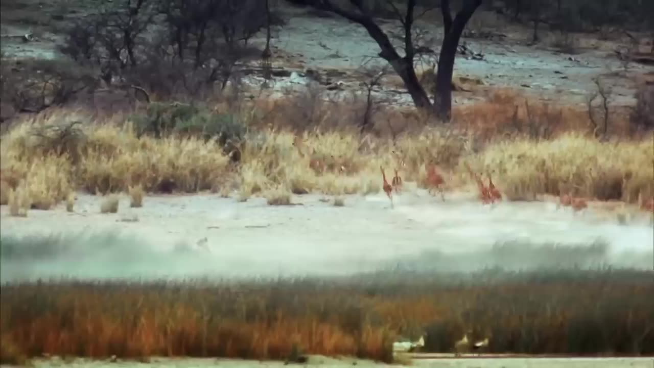 WORLD'S FASTEST ANIMALS FAIL! Grants gazzele take down cheetah with horn's, lion's