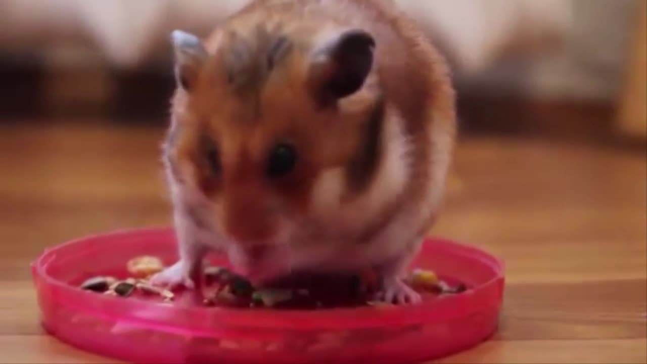 Funny hamster