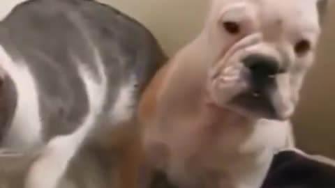 cat funny videocat funny video