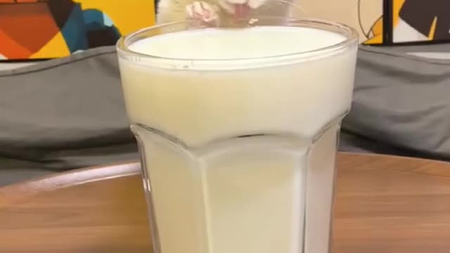 Thecatleakedwhiledrinking.