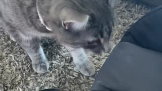 Cats Delicately Investigate Newborn Baby