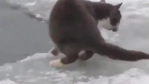 This is a beautiful and charming water-dwelling species