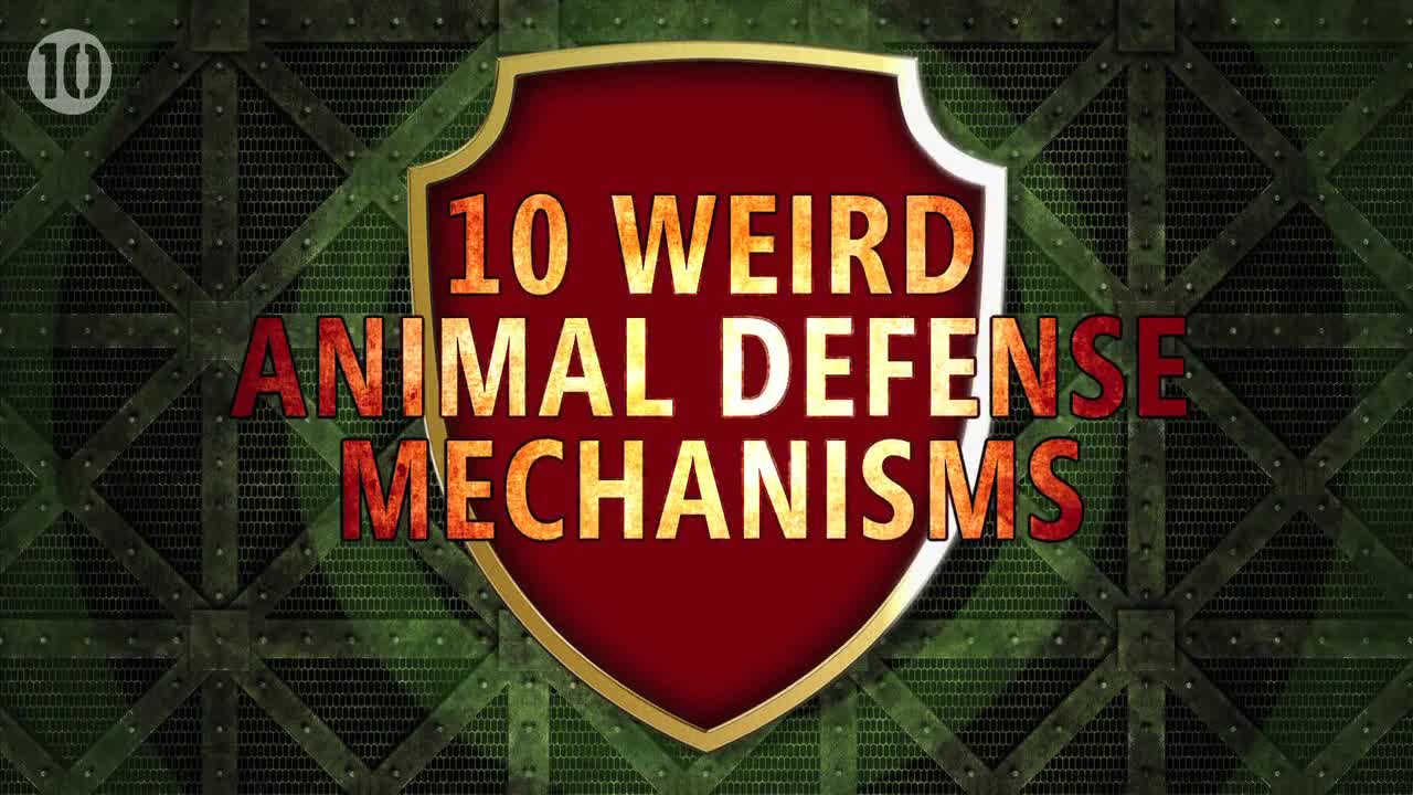 10 Weird Animal Defense Mechanisms