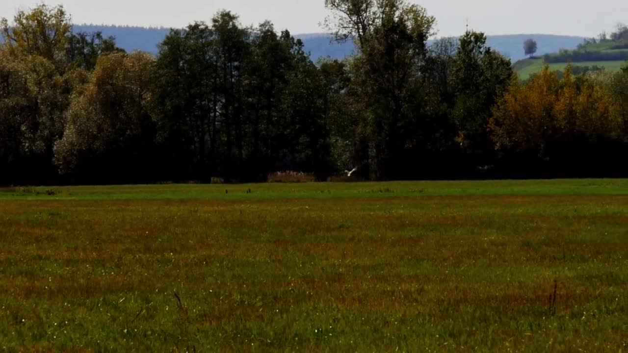 Raptor Prey Hunting Flight Feather Field