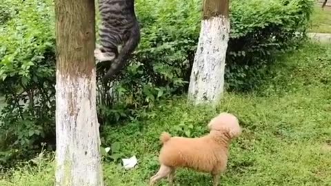 dog and cat game of hide and seek