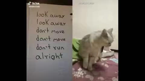 OMG! These Cats Can Speak English! Part 2