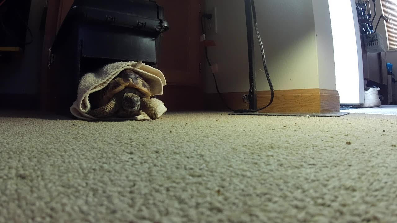 Tordy The Tortoise Waking up