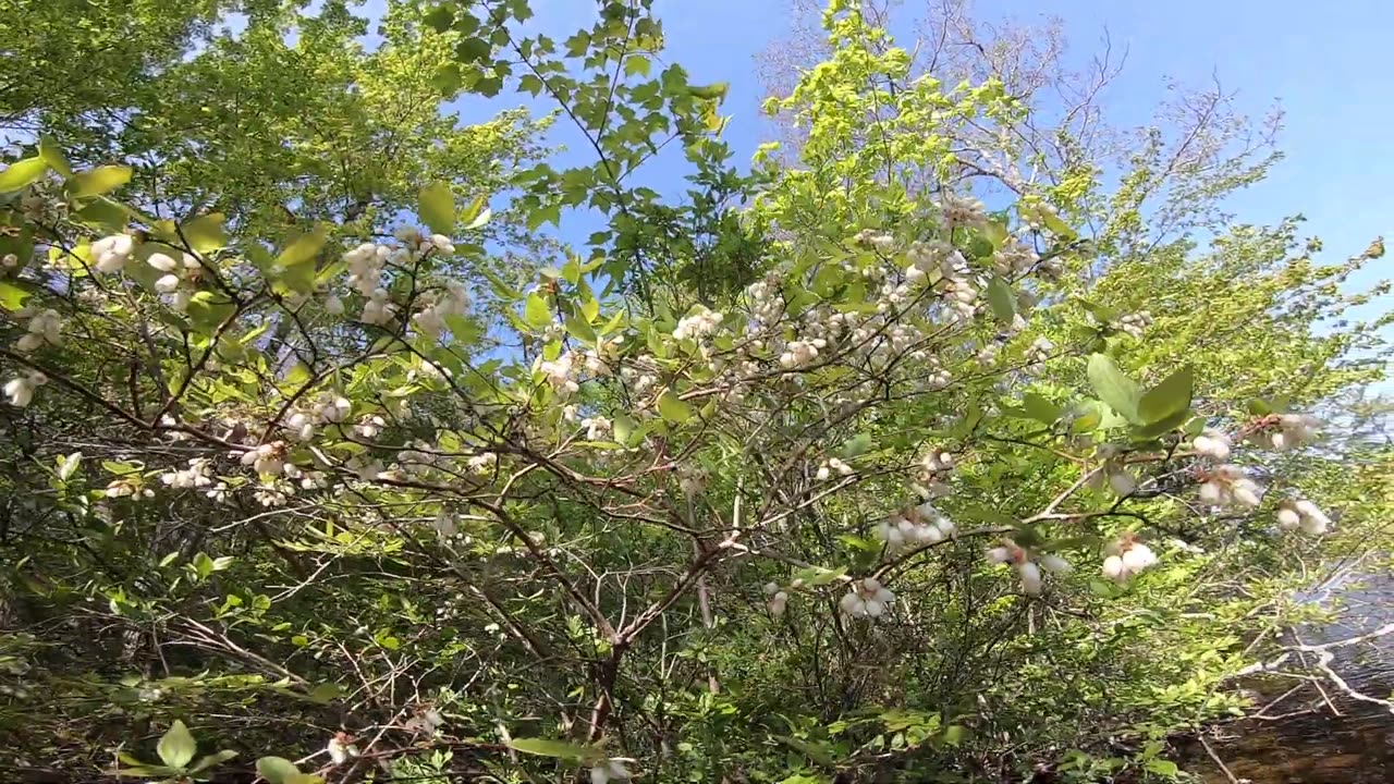 Blueberry Bush