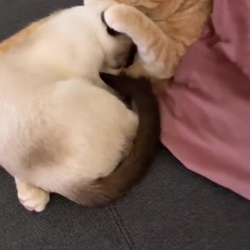 Antimated cats so lovely moment ❣️ #viral #shorts