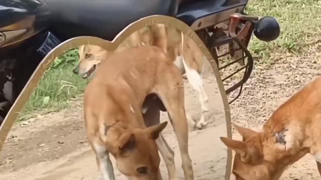The dog barking in the mirror