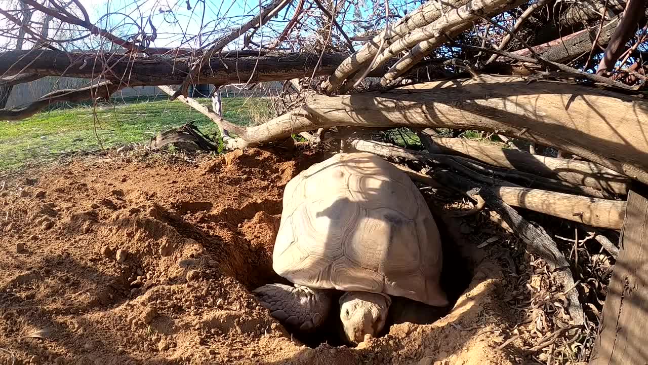 Tortoise Laying Eggs-7