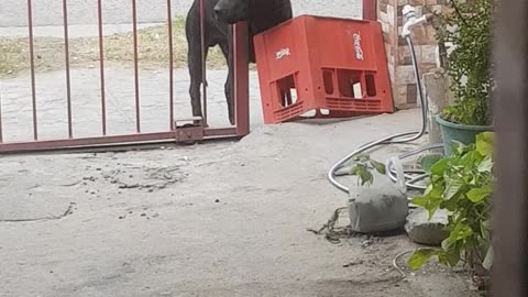 Clever Dog Figures Out How to Open Gate