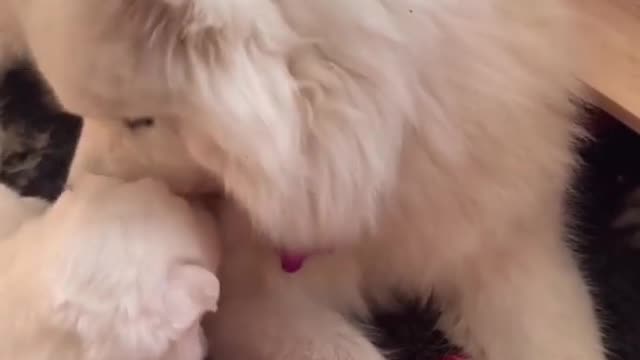 Enjoy some of the special moments between the pups and the Wolfpack