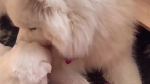 Enjoy some of the special moments between the pups and the Wolfpack