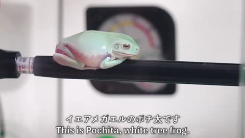 イエアメガエルは成長が早い cute frog video【white's tree frog】