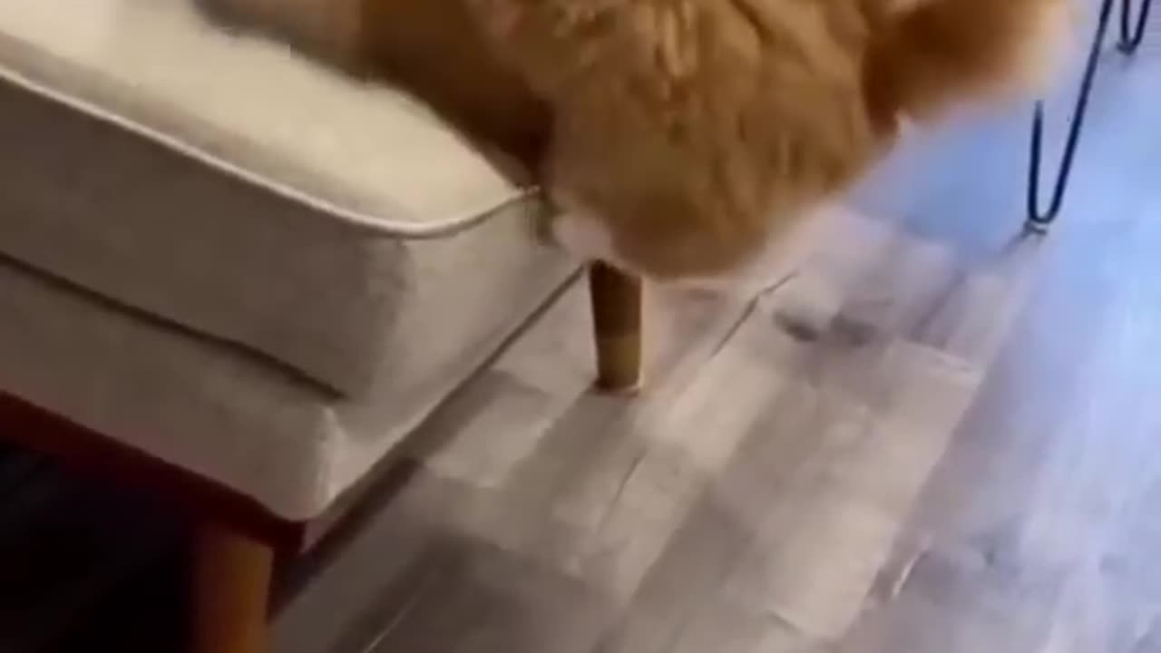 Funny Animal video