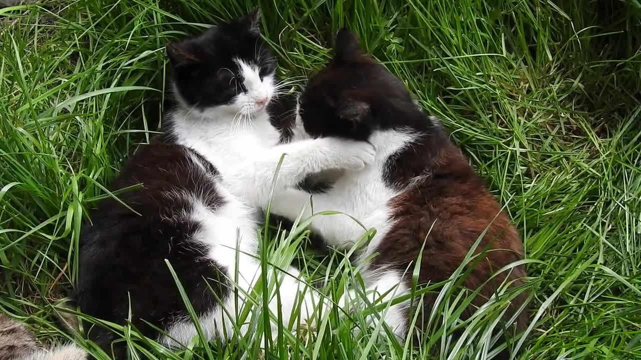 Watch the lovely twin cats petting each other