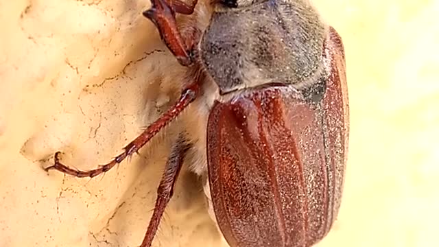 Maikäfer