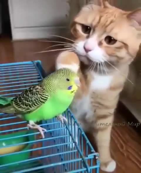 What friends? Felix the cat and Roma the parrot